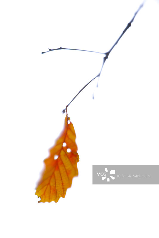 柔和模糊的树叶和花朵图片素材