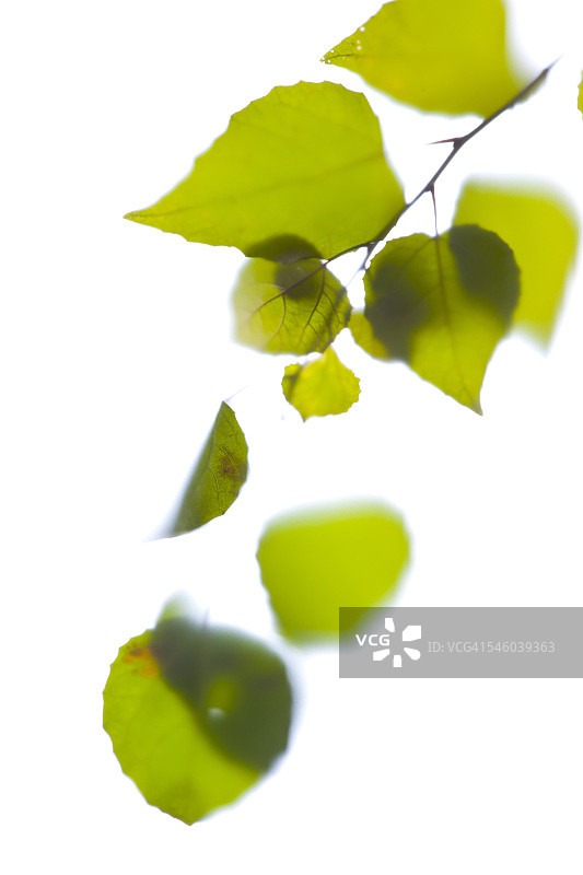 柔和模糊的树叶和花朵图片素材