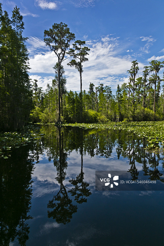 奥克弗诺基沼泽，佛罗里达州图片素材