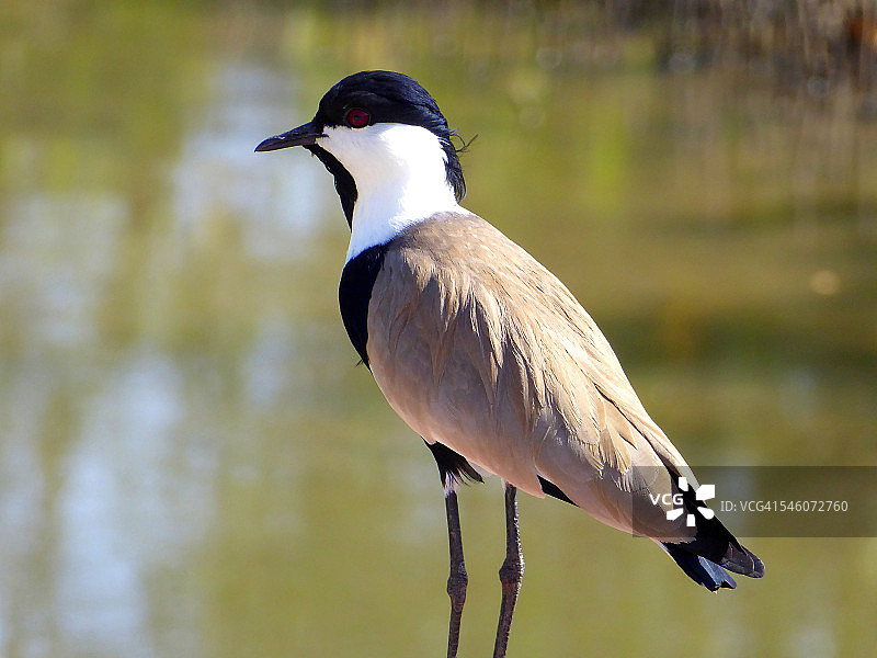 距翅麦鸡图片素材