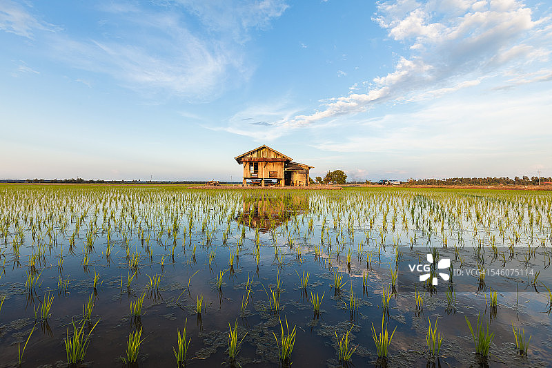 有废弃房屋的稻田的壮丽景色图片素材