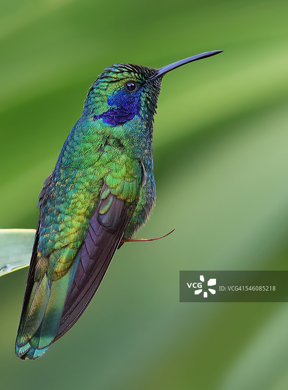 紫耳蜂鸟图片素材