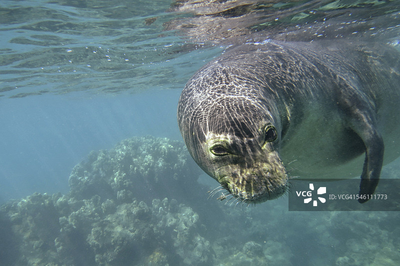 夏威夷僧海豹图片素材