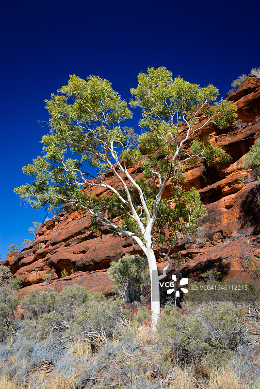 红色悬崖背景下的桉树，澳大利亚内陆图片素材