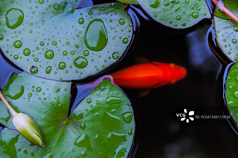 夏季雨天东京的荷花图片素材