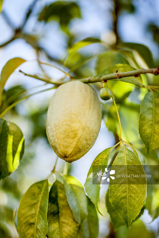 猴面包树果实图片素材