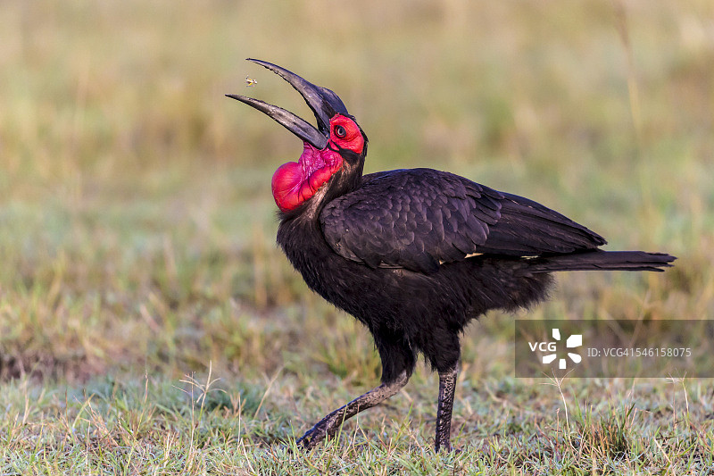地犀鸟吞咽昆虫图片素材