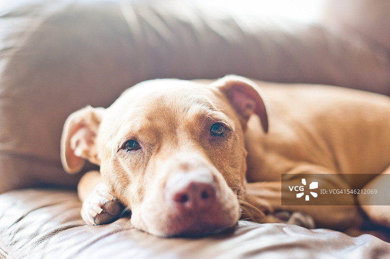 躺在沙发上的比特犬特写图片素材