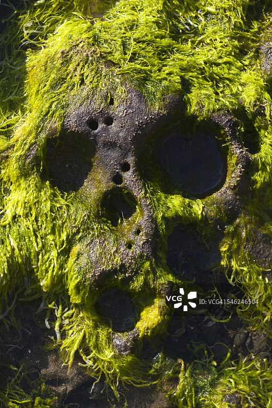 新阿诺州立公园—加利福尼亚州图片素材