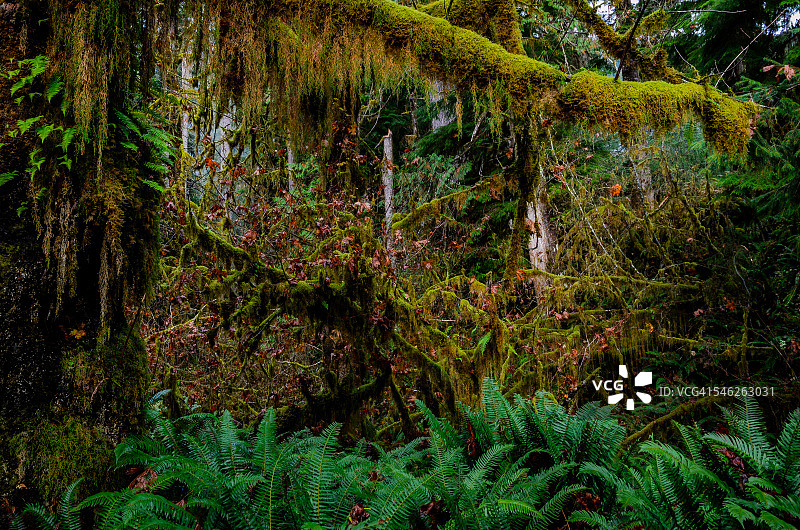 霍赫雨林图片素材