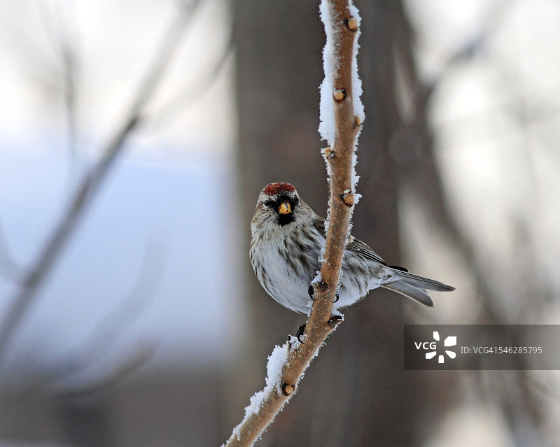雪地树枝上的白腰朱顶雀图片素材
