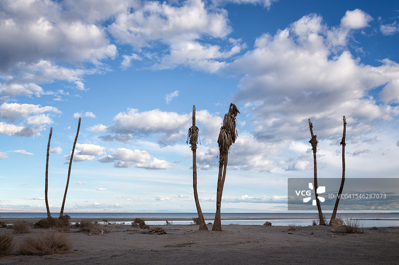七棵枯萎的棕榈树图片素材