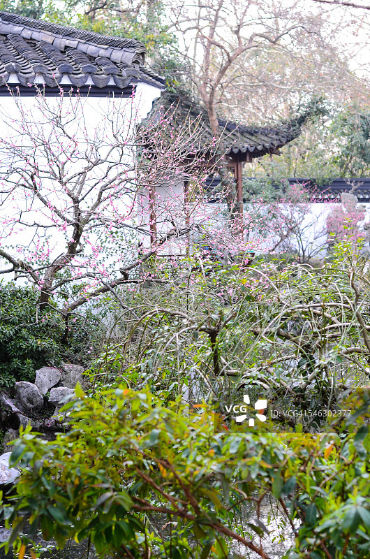 中国杭州西湖郭庄梅花图片素材