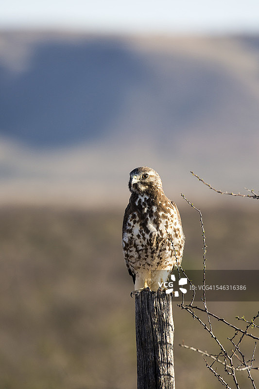栖息在围栏柱子上的斯温森氏鹰图片素材