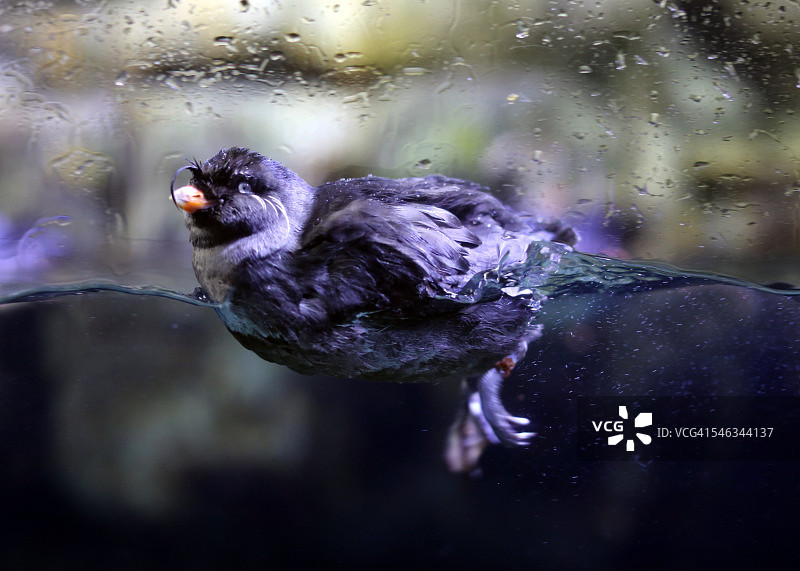 水下摄影图片素材