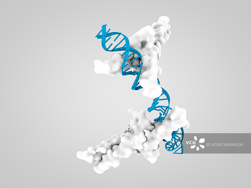 与LDL受体启动子结合的固醇调节元件结合蛋白(SREBP)图片素材