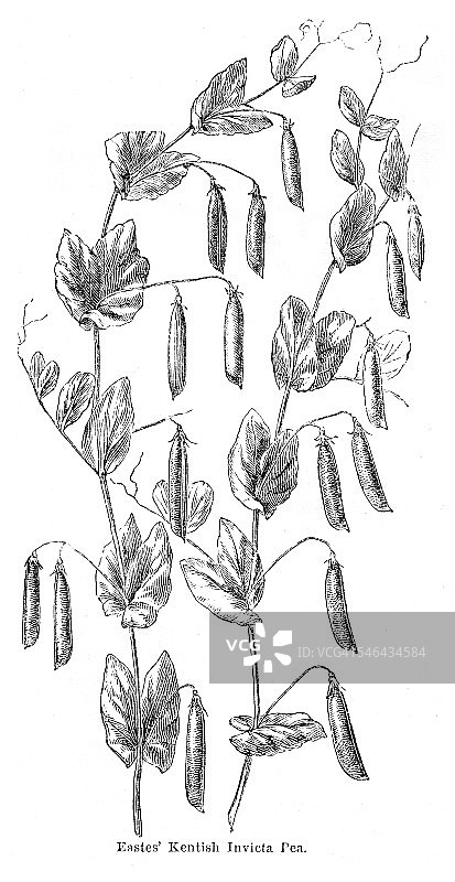 1874年豌豆植物插图图片素材