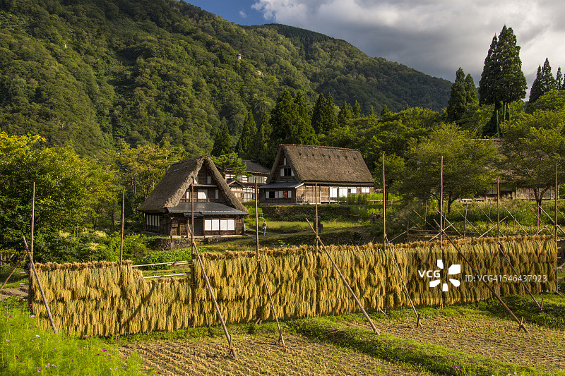 相仓的稻米与合掌造图片素材
