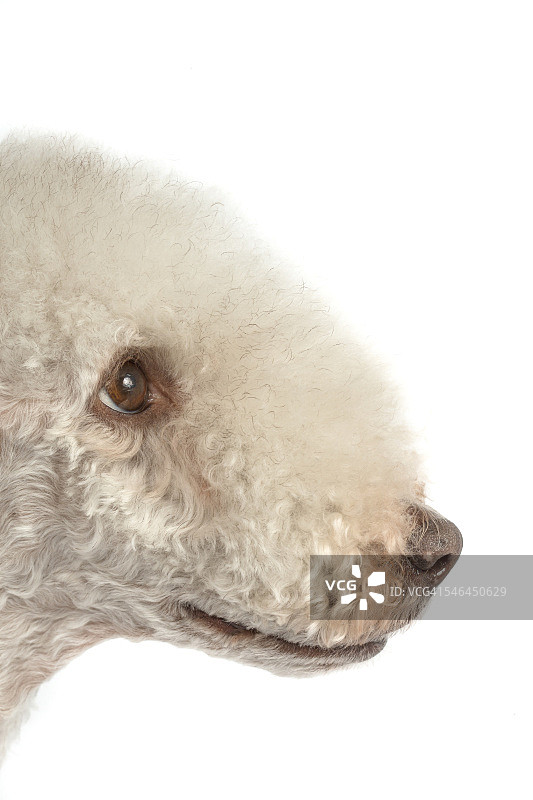 影棚拍摄贝灵顿梗图片素材