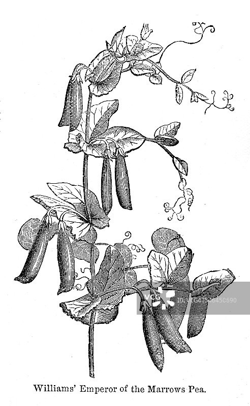 蔬菜髓豌豆变异雕刻，1874年图片素材