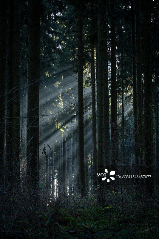 森林中的阳光图片素材