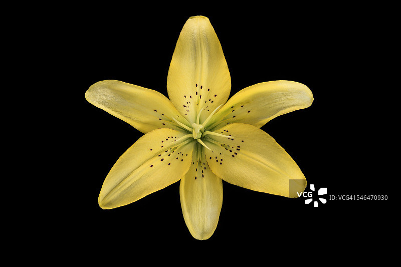 黑色背景上的黄色百合花俯视特写图片素材