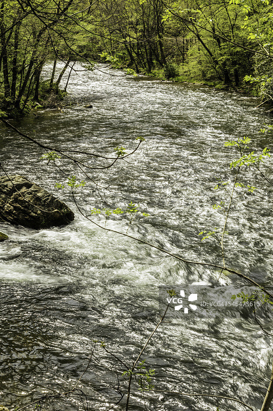 春色中的激流和树木图片素材