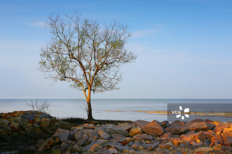 海滩上的一棵树图片素材