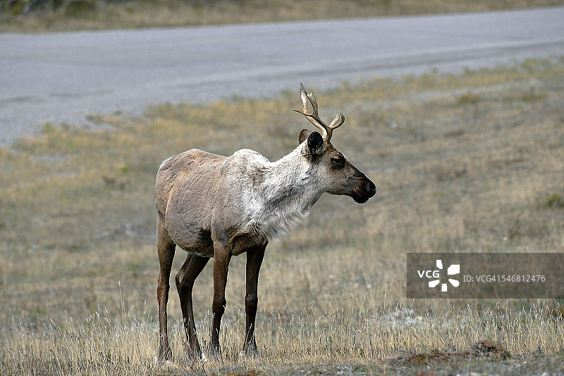 格陵兰岛北美驯鹿图片素材