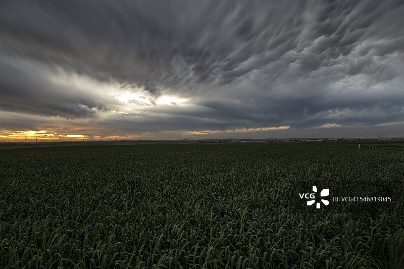 麦田上的乳状积雨云图片素材