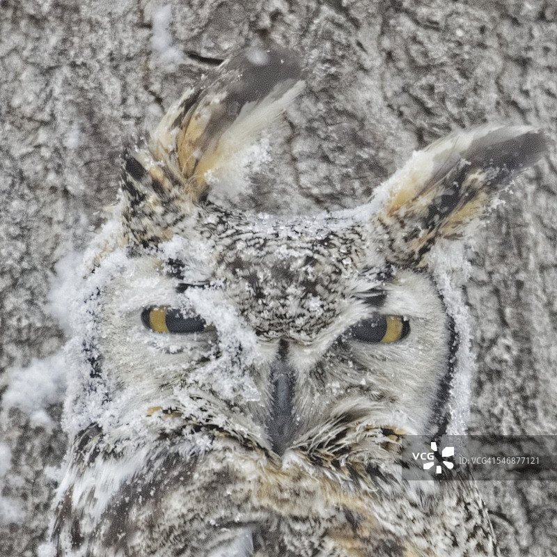 雪暴中的雕鸮图片素材
