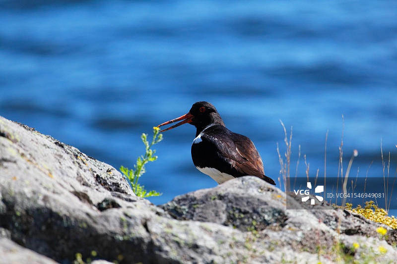 蛎鹬，Fjaederholmarna图片素材