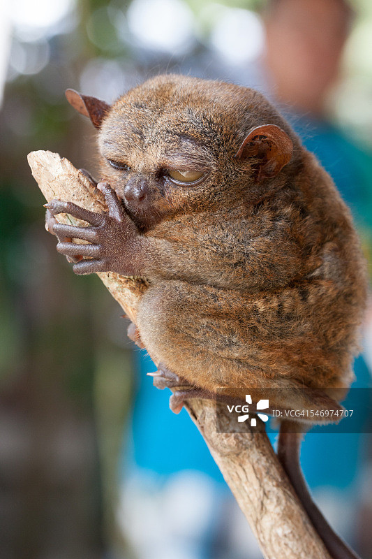 菲律宾眼镜猴图片素材