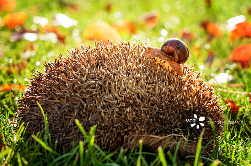 蜗牛在刺猬背上爬行图片素材