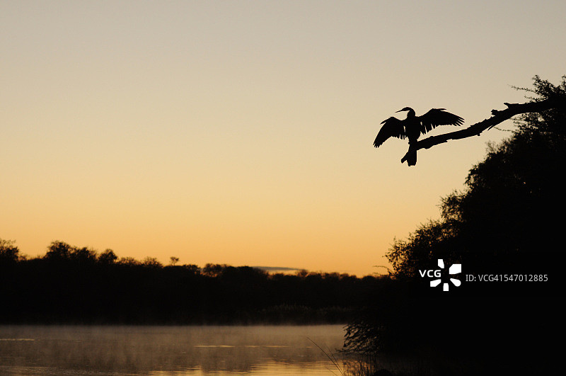 非洲蛇鹈在树枝上的剪影，克鲁格国家公园，南非图片素材