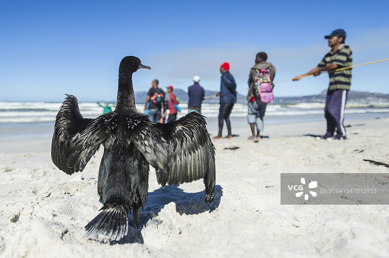鸬鹚在渔网旁晾晒翅膀，南非西开普省福尔斯湾图片素材