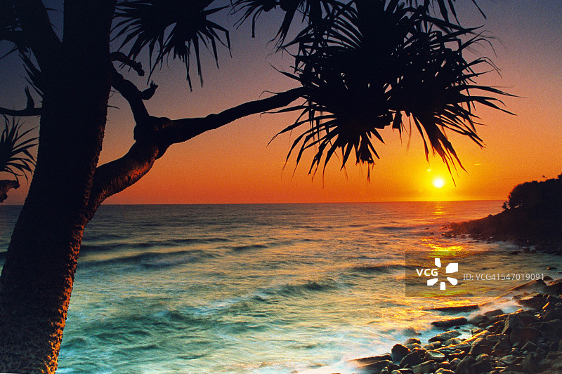 澳大利亚伯利角日出时的露兜树图片素材