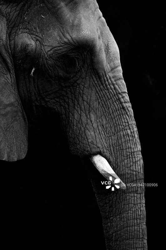 黑白大象头部特写图片素材