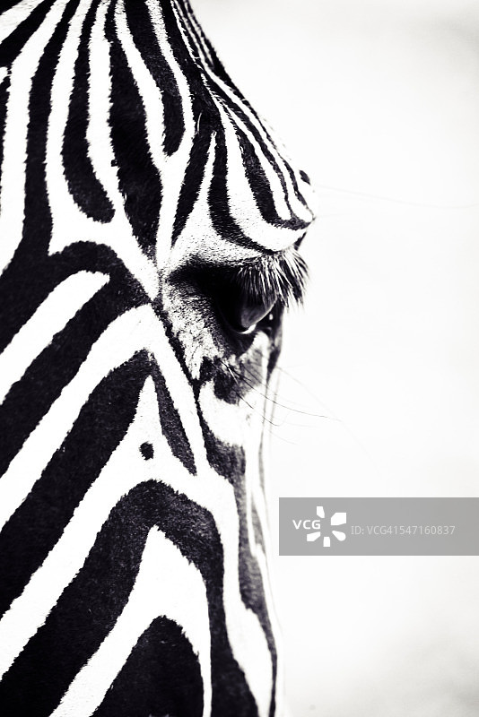 斑马面部图片素材