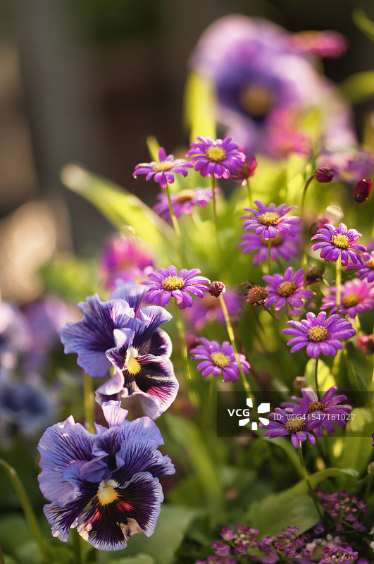蓝色三色堇和品红色雏菊图片素材