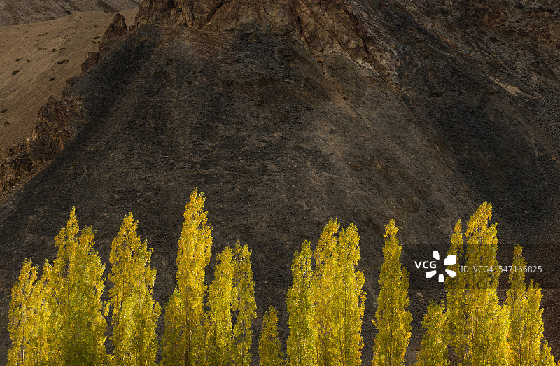 阳光下的白杨树（横版）图片素材