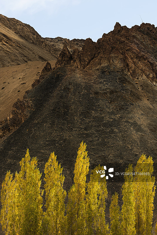 阳光下的竖版白杨树照片图片素材