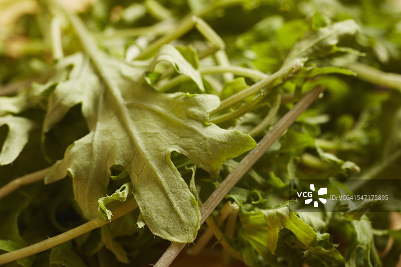 新鲜的生嫩甘蓝叶图片素材