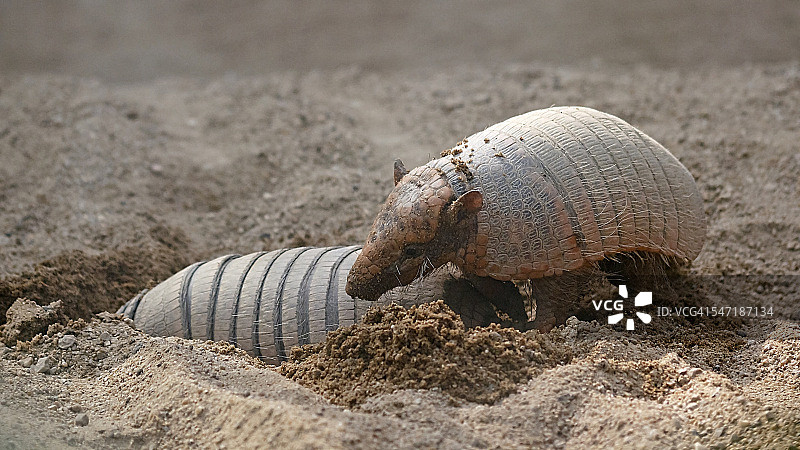 六带犰狳图片素材