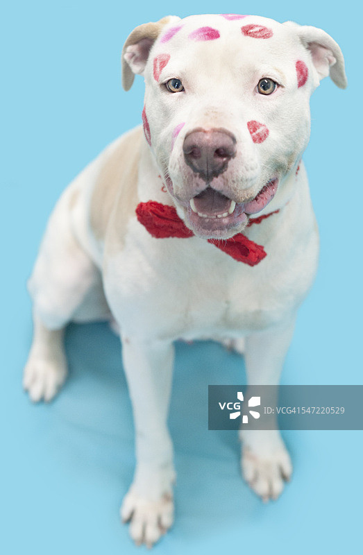 带着口红印的微笑的狗图片素材