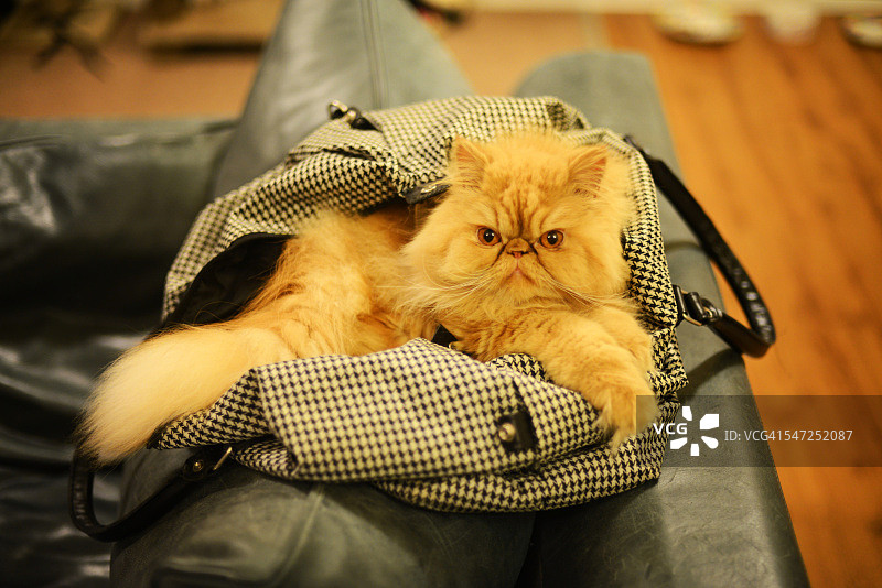 波斯猫坐在袋子里图片素材