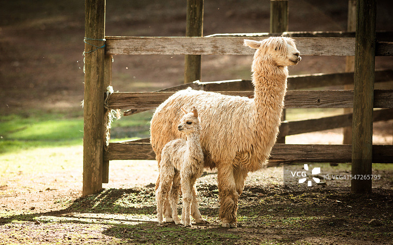 小羊驼（幼崽）站在母亲旁边图片素材