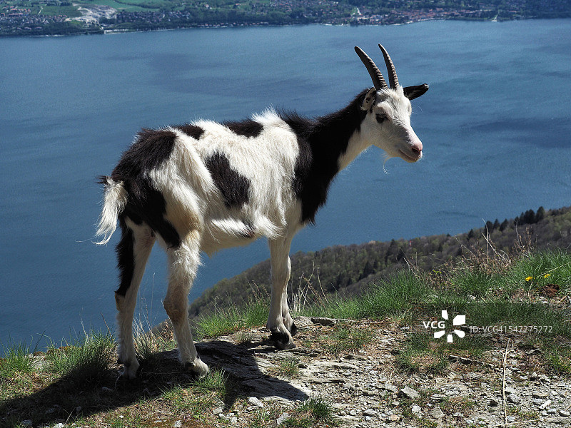 马焦雷湖山顶黑白山羊图片素材