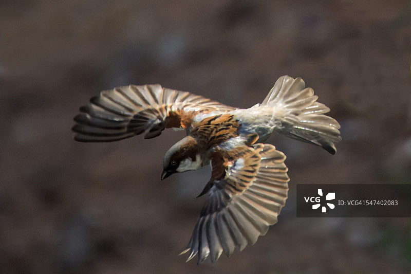 飞翔的家麻雀图片素材