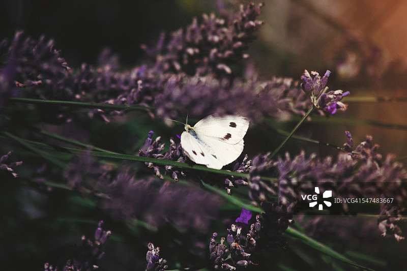 薰衣草花穗中的白色蝴蝶图片素材